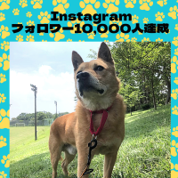 ピースワンコ・ジャパン公式Instagramのフォロワー様10,000人突破！