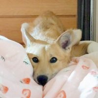 目の見えないの子犬「ダンバン」と「スンミン」卒業！supported by Yogibo