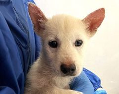 Instagramに保護犬の写真を投稿して命を繋ぐ、【＃保護犬を守り隊】キャンペーンを開始！