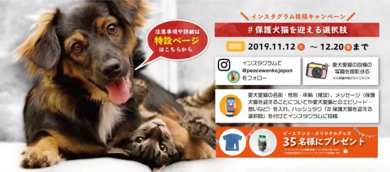 ピースワンコからのお知らせ 11 12から 保護犬猫を迎える選択肢 Instagram投稿キャンペーン開始 ピースワンコ ジャパン