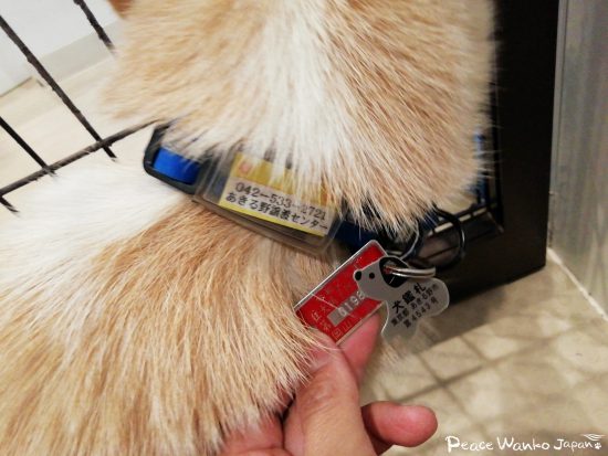 登録鑑札と狂犬病注射済票を首輪につけている、譲渡センターで里親募集中のワンコの画像です。