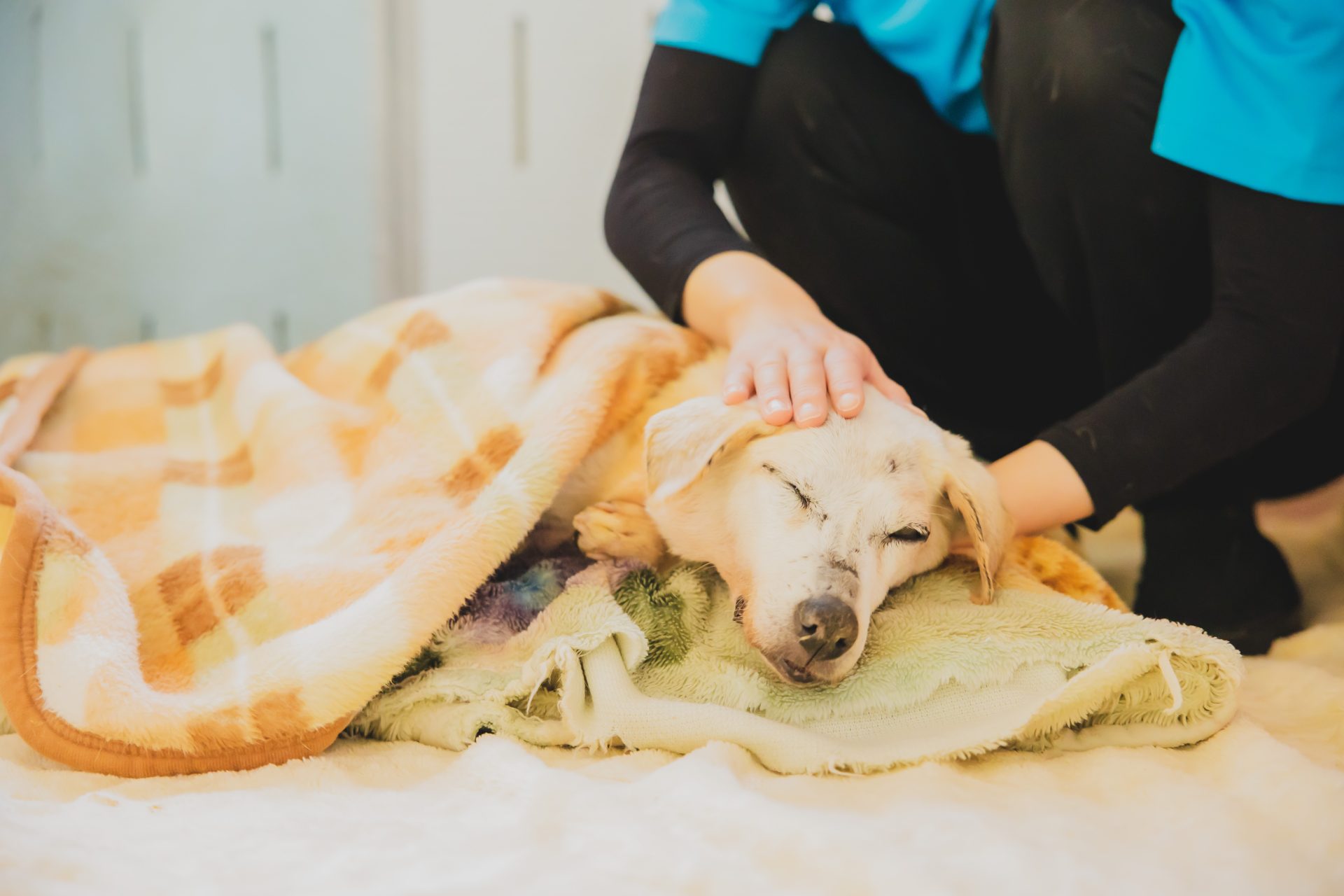 人間に頭を撫でられている毛布にくるまった保護犬