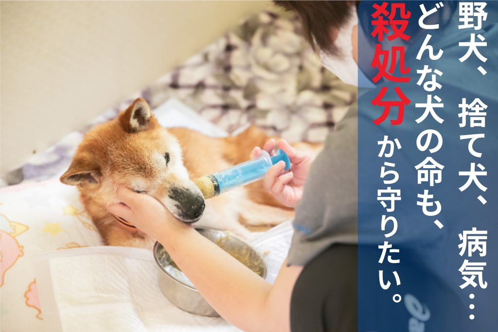 注入器から流動食を与えられている保護犬