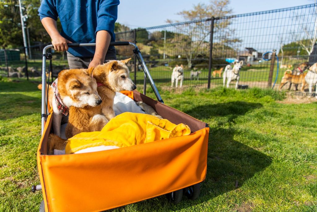 写真：足が不自由でもカートに乗ってお出かけする保護犬たち